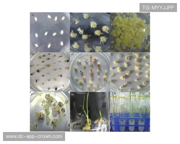 厄德高与布鲁诺·费尔南德斯在组织推进上出现分化趋势